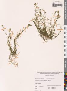 Болотник обыкновенный L., Сибирь, Чукотка и Камчатка (S7) (Россия)