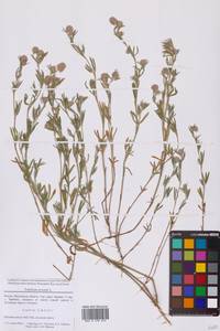 Клевер пашенный L., Восточная Европа, Московская область и Москва (E4a) (Россия)