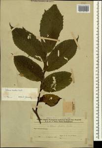 Вяз голый, Вяз шершавый Huds., Кавказ, Азербайджан (K6) (Азербайджан)