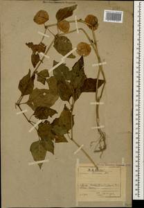 Alkekengi officinarum Moench, Кавказ, Абхазия (K4a) (Абхазия)