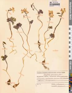 Хохлатка Городкова Karav., Сибирь, Чукотка и Камчатка (S7) (Россия)