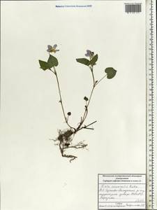 Фиалка Руппа All., Восточная Европа, Московская область и Москва (E4a) (Россия)