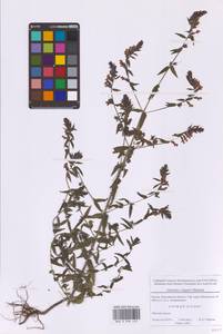 Зубчатка обыкновенная Moench, Восточная Европа, Московская область и Москва (E4a) (Россия)