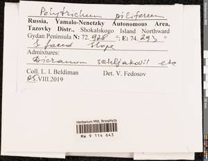 Polytrichum piliferum Hedw., Гербарий мохообразных, Мхи - Западная Сибирь (включая Алтай) (B15) (Россия)