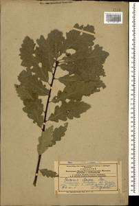 Quercus petraea subsp. polycarpa (Schur) Soó, Кавказ, Азербайджан (K6) (Азербайджан)