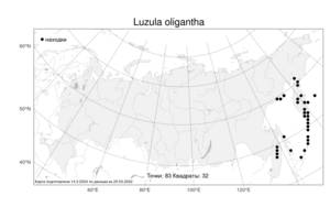 Luzula oligantha, Ожика малоцветковая Sam., Атлас флоры России (FLORUS) (Россия)