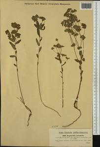 Euphorbia variabilis, Западная Европа (EUR) (Италия)