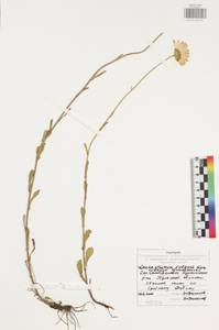 Нивяник обыкновенный, Поповник Lam., Восточная Европа, Центральный район (E4) (Россия)