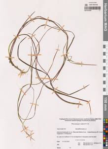 Бокоостник Сабина, Плевропогон Сабина R.Br., Сибирь, Чукотка и Камчатка (S7) (Россия)