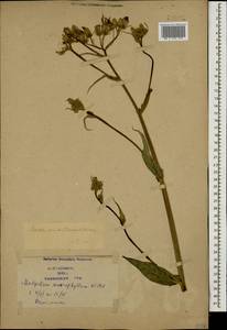 Lactuca macrophylla subsp. macrophylla, Кавказ, Азербайджан (K6) (Азербайджан)