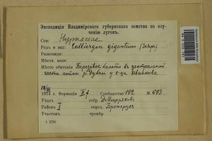 Calliergon giganteum (Schimp.) Kindb., Гербарий мохообразных, Мхи - Москва и Московская область (B6a) (Россия)