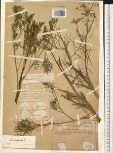 Жабрица извилистая L., Восточная Европа, Нижневолжский район (E9) (Россия)