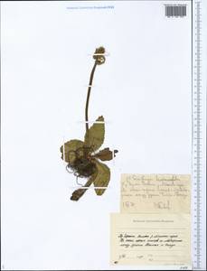Micranthes hieraciifolia (Waldst. & Kit.) Haw., Сибирь, Якутия (S5) (Россия)