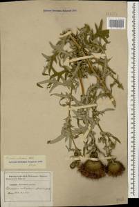 Lophiolepis ciliata subsp. ciliata, Кавказ, Ставропольский край, Карачаево-Черкесия, Кабардино-Балкария (K1b) (Россия)