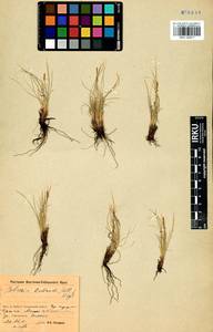 Carex myosuroides Vill., Сибирь, Прибайкалье и Забайкалье (S4) (Россия)