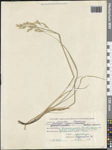 Овсяница кавказская (Boiss.) Hack. ex Trautv., Кавказ, Северная Осетия, Ингушетия и Чечня (K1c) (Россия)