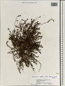 Микромерия двухцветковая (Buch.-Ham. ex D.Don) Benth., Зарубежная Азия (ASIA) (Непал)