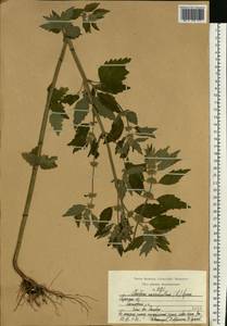 Щетинохвост шандровый (L.) Ehrh. ex Rchb., Восточная Европа, Центральный район (E4) (Россия)