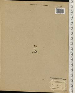 Androsace chamaejasme subsp. lehmanniana (Spreng.) Hultén, Восточная Европа, Северный район (E1) (Россия)