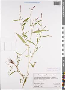 Горец малый (Huds.) Opiz, Восточная Европа, Центральный лесной район (E5) (Россия)