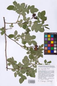 Шиповник щитконосный, Роза щитконосная Borkh., Восточная Европа, Северо-Украинский район (E11) (Украина)