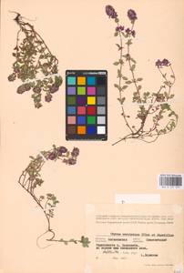 MHA 0 157 519, Тимьян блошиный, Чабрец блошиный L., Восточная Европа, Белоруссия (E3a) (Белоруссия)