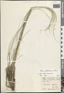 Ковыль красивейший K.Koch, Кавказ, Северная Осетия, Ингушетия и Чечня (K1c) (Россия)