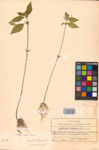 Пикульник двунадрезанный, Жабрей Boenn., Восточная Европа, Московская область и Москва (E4a) (Россия)