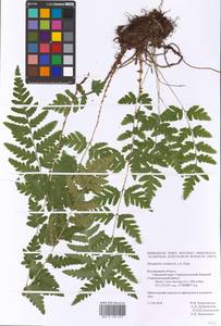 Щитовник гребенчатый (L.) A. Gray, Восточная Европа, Центральный лесостепной район (E6) (Россия)