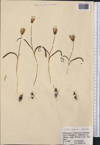 Тюльпан двуцветковый Pall., Средняя Азия и Казахстан, Сырдарьинские пустыни и Кызылкумы (M7) (Узбекистан)