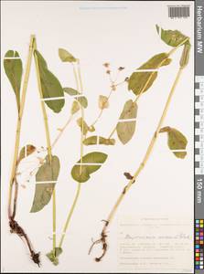 Володушка золотистая Fisch., Сибирь, Западная Сибирь (S1) (Россия)