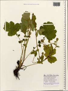 Гравилат широколопастной Sommier & Levier, Кавказ, Ставропольский край, Карачаево-Черкесия, Кабардино-Балкария (K1b) (Россия)