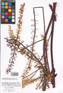 Actaea racemosa L., Восточная Европа, Московская область и Москва (E4a) (Россия)