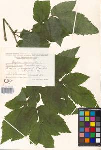 Дудник лекарственный, Дягиль лекарственный L., Восточная Европа, Московская область и Москва (E4a) (Россия)