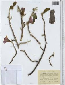 Ipomoea cicatricosa Baker, Африка (AFR) (Эфиопия)