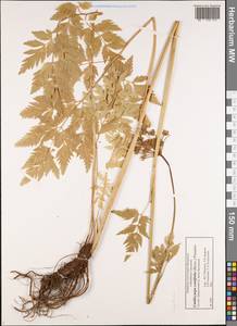 Ligusticopsis coniifolia (Wall. ex DC.) Pimenov & Kljuykov, Кавказ, Грузия (K4) (Грузия)