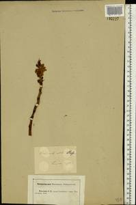 Заразиха белая Steph. ex Willd., Восточная Европа, Центральный лесостепной район (E6) (Россия)