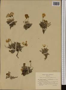 Papaver alpinum subsp. suaveolens (P. Fourn.) O. Bolòs & Vigo, Западная Европа (EUR) (Италия)