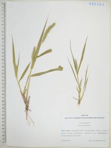 Щетинник Фабера R.A.W.Herrm., Сибирь, Дальний Восток (S6) (Россия)