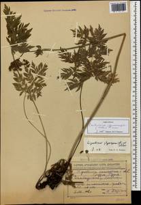 Selinum physospermifolium (Albov) Hand, Кавказ, Грузия (K4) (Грузия)