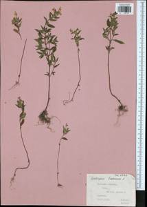 Пикульник ладанниковый L., Восточная Европа, Центральный район (E4) (Россия)