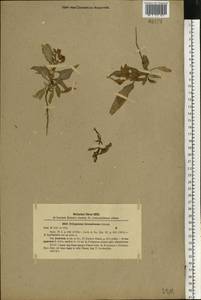 Горец развесистый, Горец щавелелистный (L.) Gray, Восточная Европа, Южно-Украинский район (E12) (Украина)