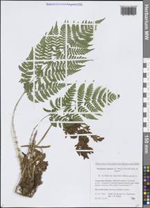 Щитовник распростертый (C.Presl) Fraser-Jenk. & Jermy, Сибирь, Дальний Восток (S6) (Россия)