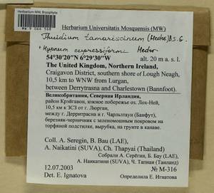 Hypnum cupressiforme Hedw., Гербарий мохообразных, Мхи - Западная Европа (BEu) (Великобритания)