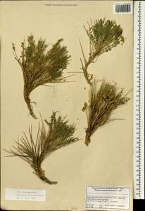 Astragalus rhizanthus, Зарубежная Азия (ASIA) (Индия)