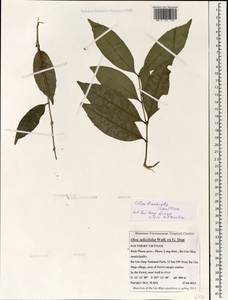 Olea salicifolia Wall. ex G.Don, Зарубежная Азия (ASIA) (Вьетнам)