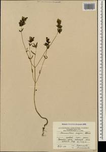 Rhinanthus serotinus var. vernalis (N. W. Zinger) Janch., Кавказ, Южная Осетия (K4b) (Южная Осетия)
