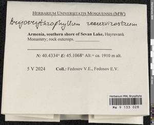 Bryoerythrophyllum recurvirostrum (Hedw.) P.C. Chen, Гербарий мохообразных, Мхи - Закавказье (B13) (Армения)