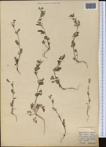 Apiaceae, Средняя Азия и Казахстан, Копетдаг, Бадхыз, Малый и Большой Балхан (M1) (Туркмения)