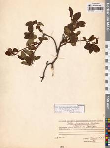 Ива Алексея Скворцова A.P.Khokhr., Сибирь, Чукотка и Камчатка (S7) (Россия)